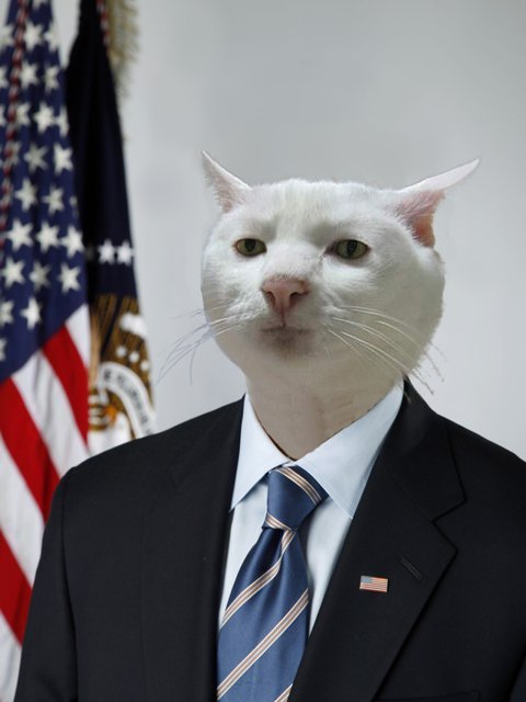 The Diplomatic Cat